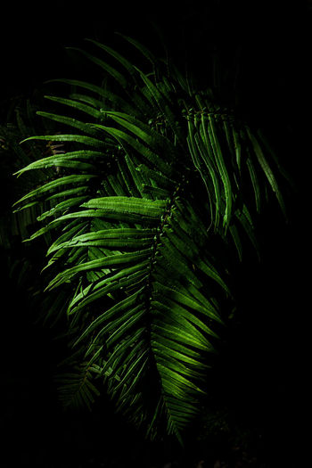 Close-up of fern against black background