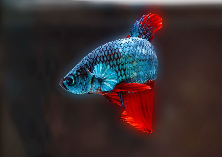 Siamese fighting fish,betta splendens,blue fish, black background, halfmoon betta.