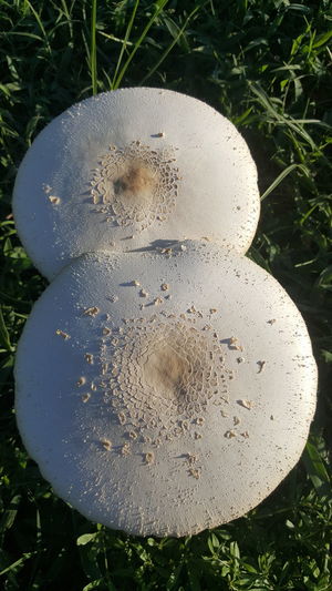 High angle view of mushroom growing on field