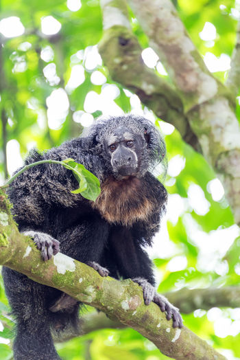 Monk saki sitting on tree in amazon rainforest