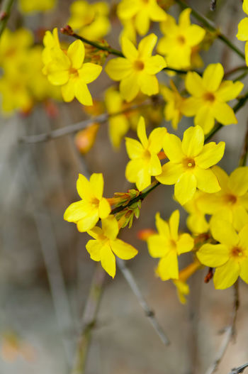 Close-up of bee on yellow flowers
