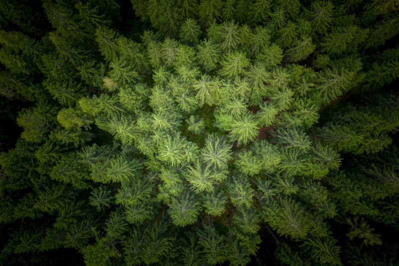 Full frame shot of pine trees growing in forest