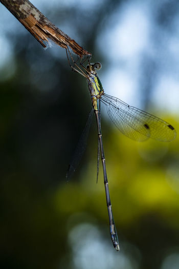 Close-up of damselfly on a twig