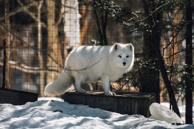 Portrait of white fox in snow