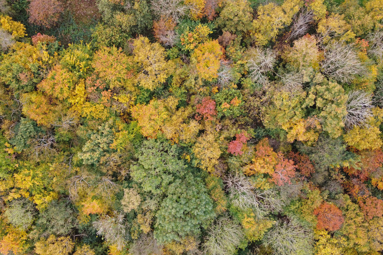 HIGH ANGLE VIEW OF AUTUMN TREES AND PLANTS GROWING IN FOREST