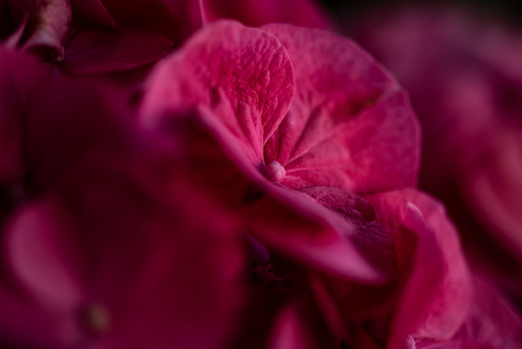 Close-up of pink rose flower
