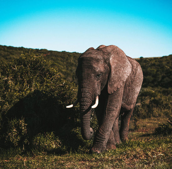 Elephant in a field