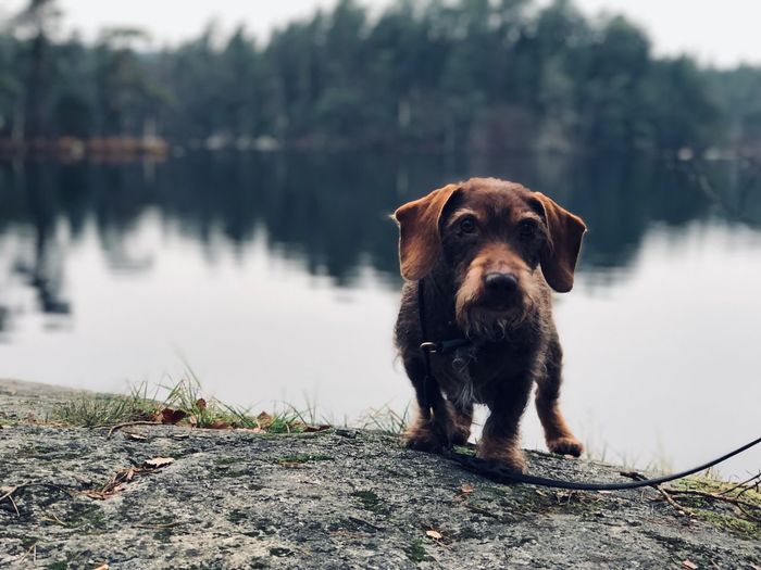 Portrait of dog sitting on lake