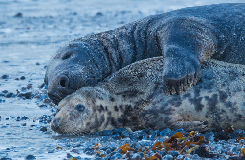 Close-up of seals resting on sea shore during winter