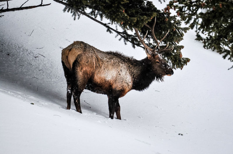 Elk in winter near madison river