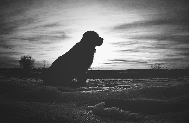 Silhouette dog walking on landscape against sky