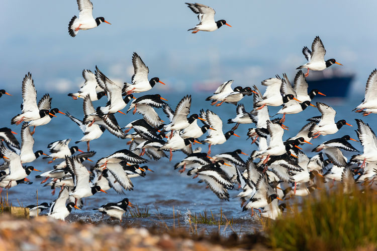 Eurasian oystercatcher, haematopus ostralegus flying over sea at daytime.