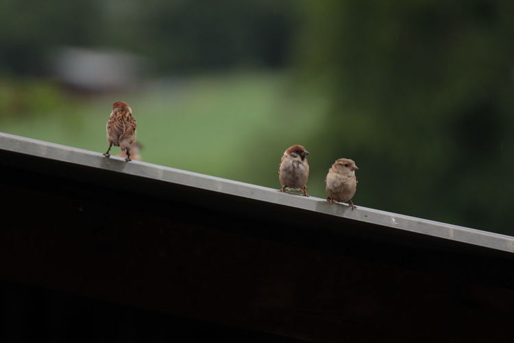 Close-up of sparrows