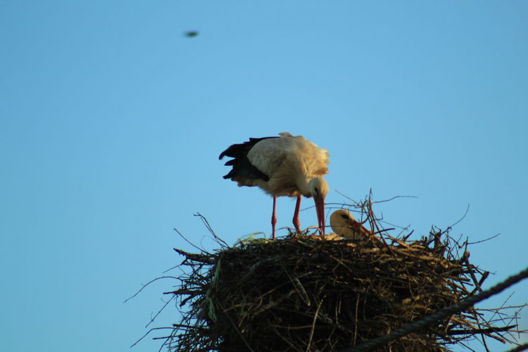 Bird in nest against clear blue sky