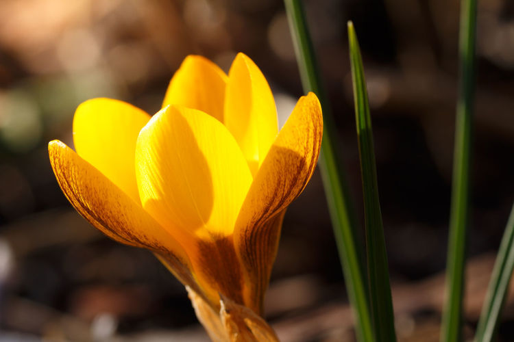 Close-up of yellow crocus flower