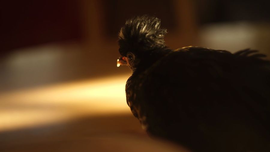 Close-up of rooster