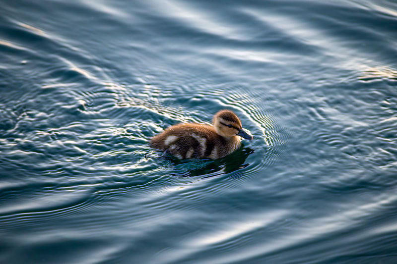 High angle view of a bird in water
