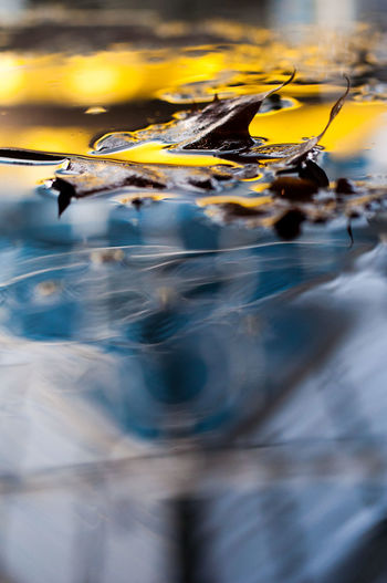 Close-up of leaf floating on water