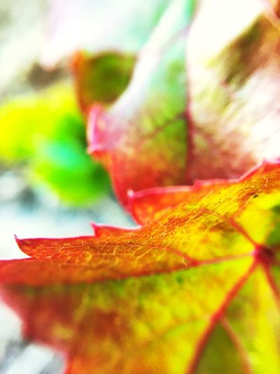 Close-up of maple leaf