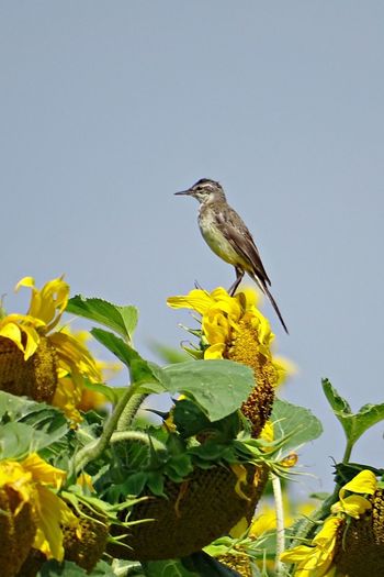 Bird perching on sunflower against clear sky