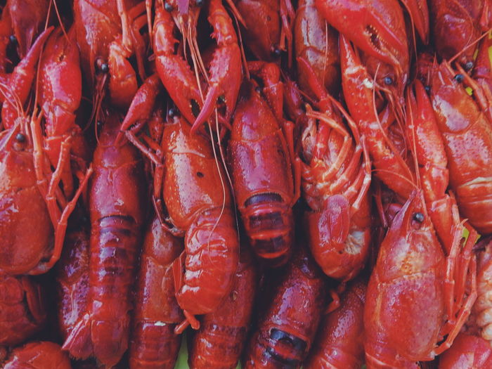 Full frame shot of crayfish