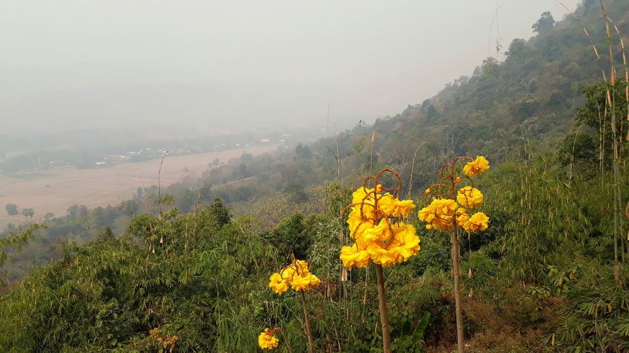 Yellow flowering plants on field during foggy weather