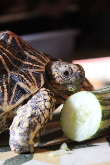 Close-up of tortoise with food