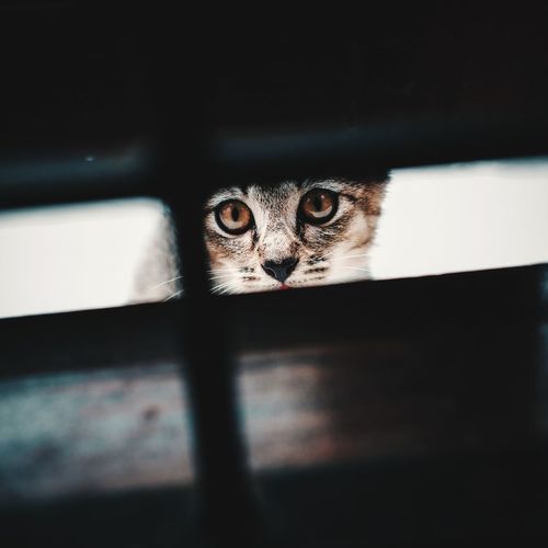 Portrait of cat seen through curtain