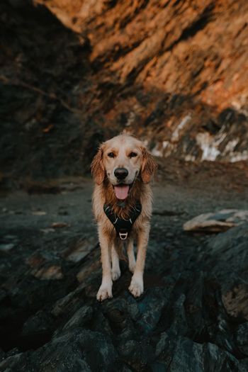 Portrait of wet dog wearing a harness standing on rock with tongue sticking out