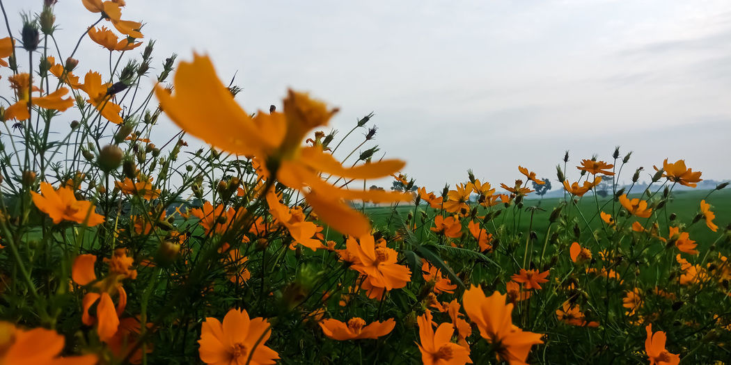 Close-up of yellow flowering plants on field against sky