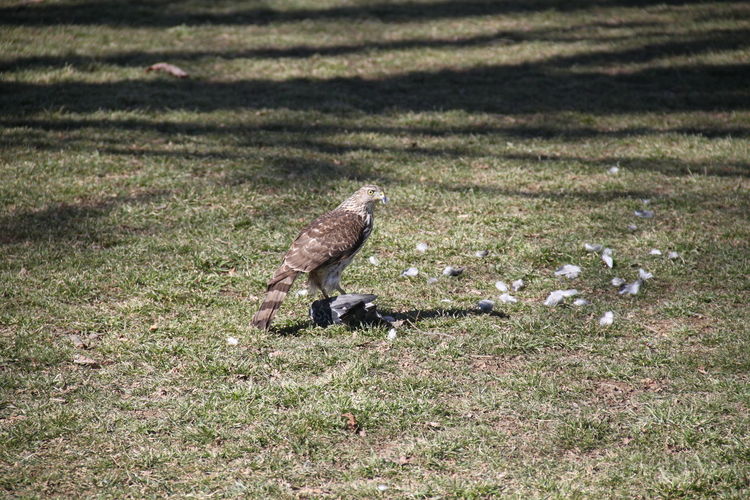 Eagle on grassy field during sunny day