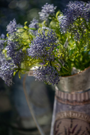 Close-up of purple flowering plant