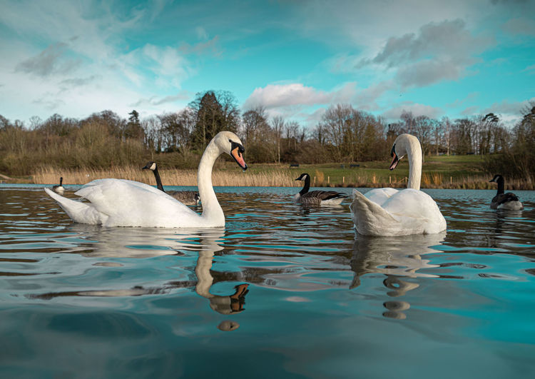 Mute swan swans pair low-level water side view macro animal background portrait