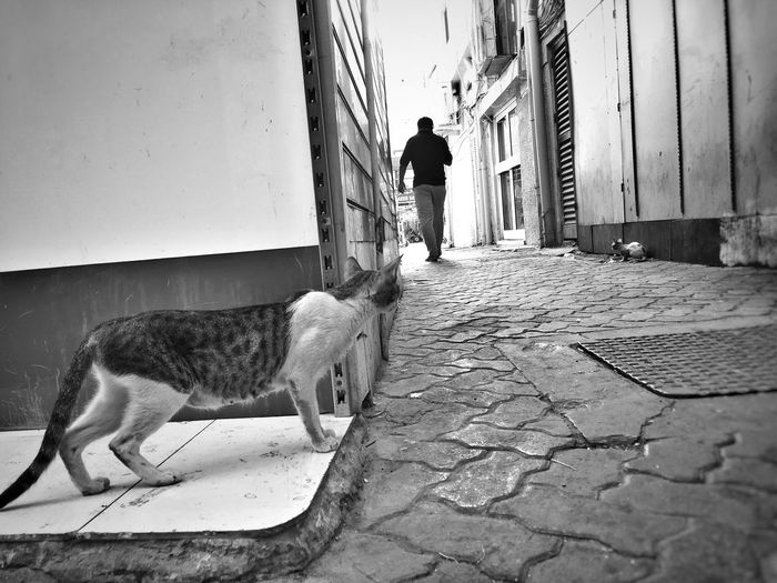 Man walking on cobblestone street