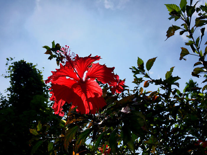 Low angle view of red hibiscus flower against sky
