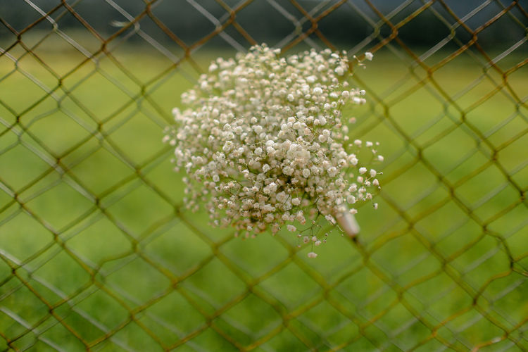 Close-up of white flowering plants on chainlink fence