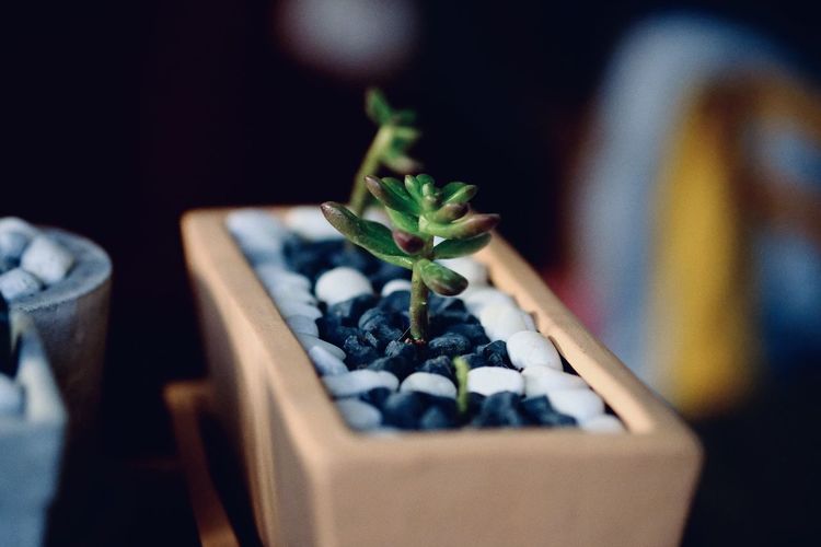 Close-up of potted plant on table