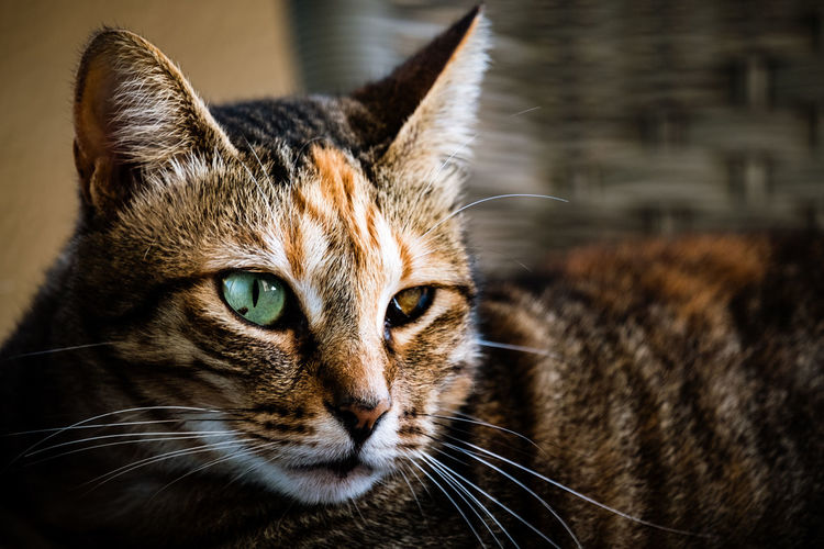 Close-up portrait of a cat looking away