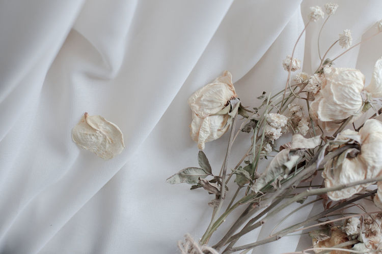 Close-up of white flowering plants