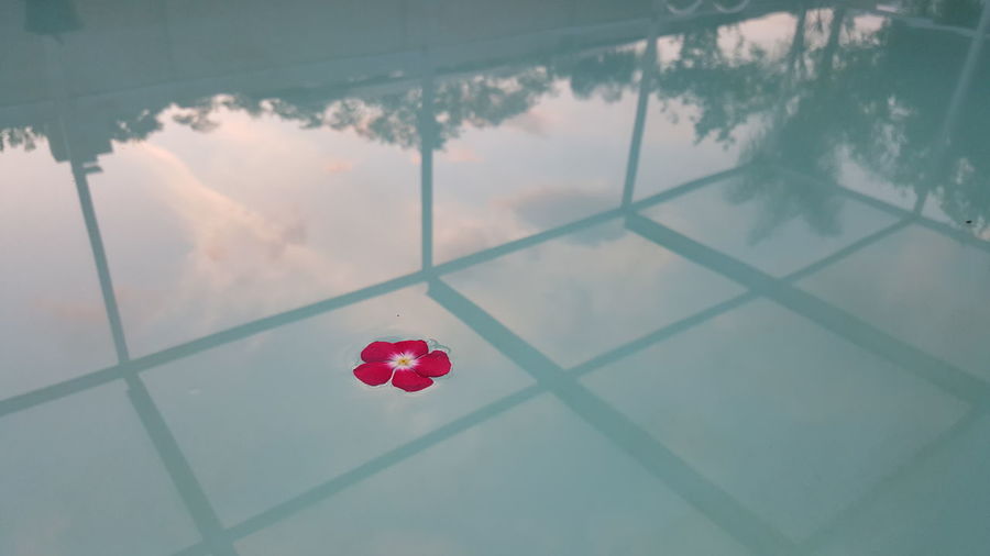 Flower floating on swimming pool with reflection