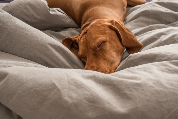 Close-up of dog on bed