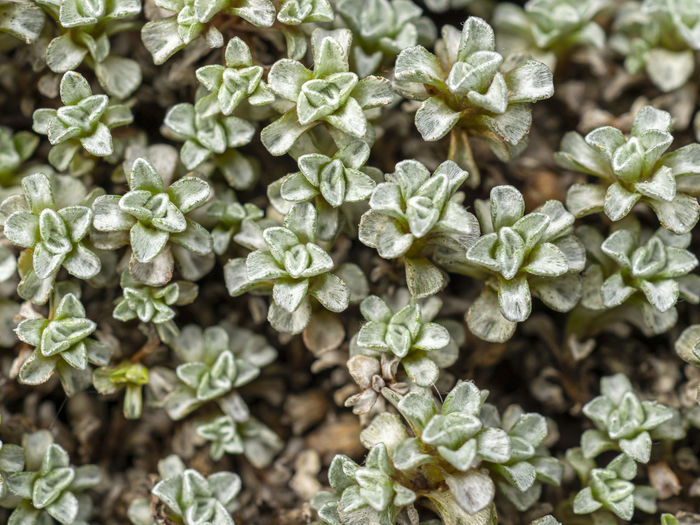 Closeup of the tiny grey green leaves of common mat daisy, raoulia australis