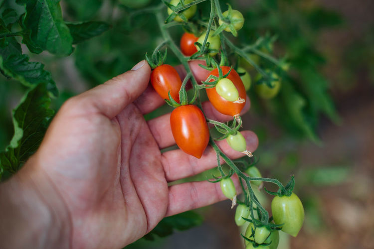 Midsection of person holding tomatoes