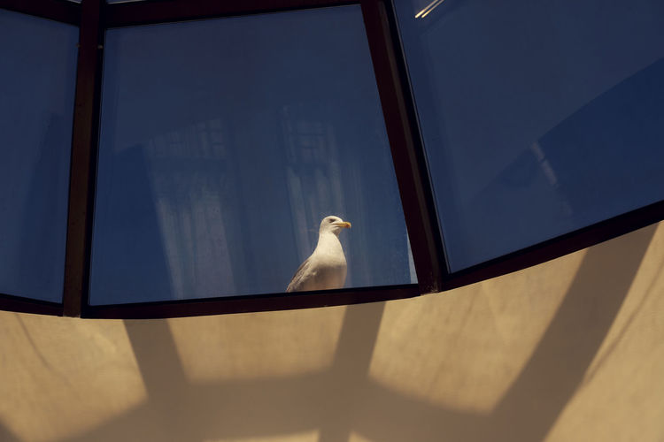 Low angle view of seagull perching on glass window