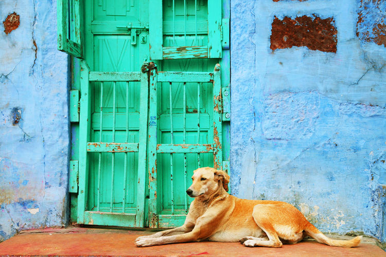 Dog lying outside green door