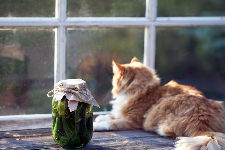 Jar salted cucumbers old table terrace window red fluffy cat