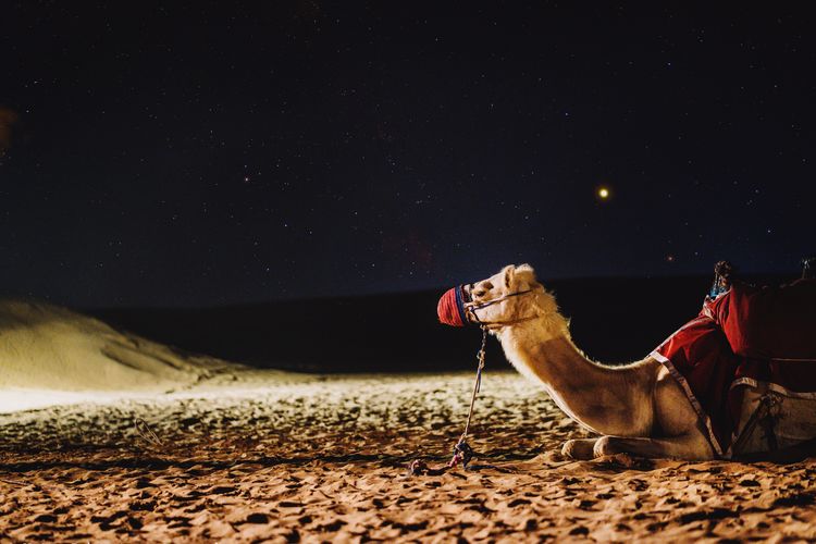 Person with dog on desert against sky at night