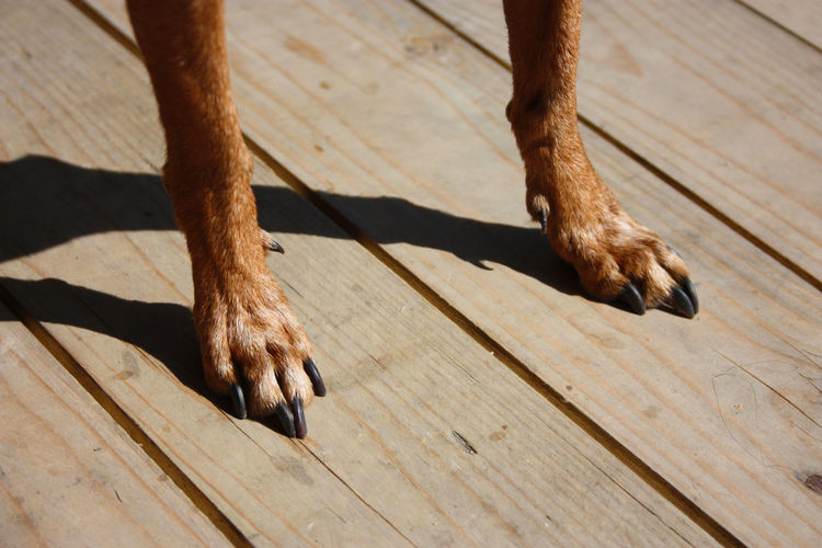 Two brown hairy paws of a little dog with long black nails on wooden boards