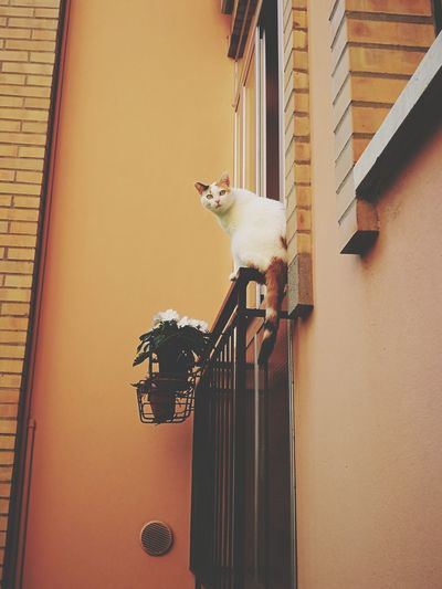 Low angle view of cat on wall of building