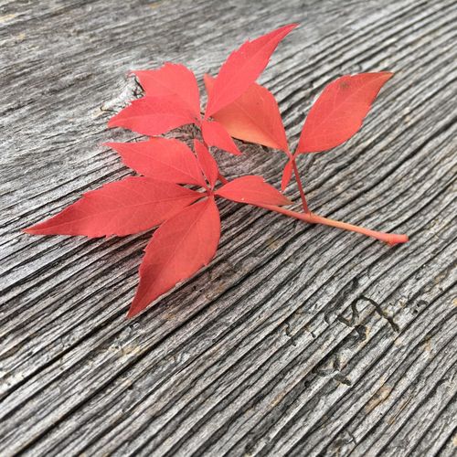 High angle view of maple leaf on wooden plank